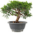 Juniperus chinensis Itoigawa, 18 cm, ± 9 ans