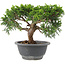 Juniperus chinensis Itoigawa, 18 cm, ± 9 anni