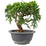 Juniperus chinensis Itoigawa, 18 cm, ± 9 anni