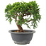 Juniperus chinensis Itoigawa, 18 cm, ± 9 años