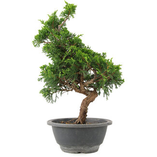 Juniperus chinensis Itoigawa, 29 cm, ± 9 años