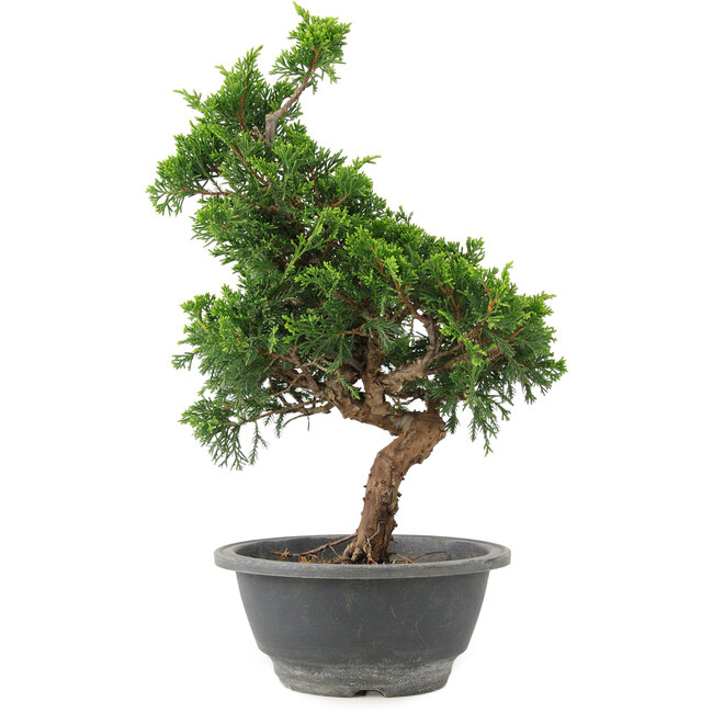 Juniperus chinensis Itoigawa, 29 cm, ± 9 años