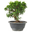 Juniperus chinensis Itoigawa, 18 cm, ± 9 ans