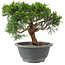 Juniperus chinensis Itoigawa, 18 cm, ± 9 ans