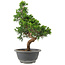 Juniperus chinensis Itoigawa, 29 cm, ± 9 anni