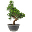 Juniperus chinensis Itoigawa, 29 cm, ± 9 años