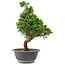 Juniperus chinensis Itoigawa, 29 cm, ± 9 ans