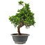 Juniperus chinensis Itoigawa, 29 cm, ± 9 jaar oud