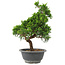 Juniperus chinensis Itoigawa, 29 cm, ± 9 años