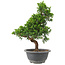 Juniperus chinensis Itoigawa, 29 cm, ± 9 años