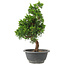 Juniperus chinensis Itoigawa, 29 cm, ± 9 years old