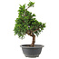 Juniperus chinensis Itoigawa, 29 cm, ± 9 años