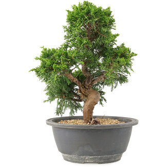 Juniperus chinensis Itoigawa, 25 cm, ± 15 años