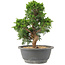 Juniperus chinensis Itoigawa, 25 cm, ± 15 ans