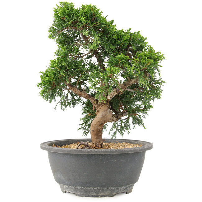 Juniperus chinensis Itoigawa, 25 cm, ± 15 años