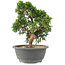 Juniperus chinensis Itoigawa, 25 cm, ± 15 jaar oud