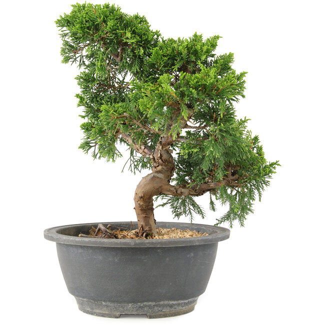 Juniperus chinensis Itoigawa, 25 cm, ± 15 jaar oud