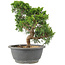 Juniperus chinensis Itoigawa, 25 cm, ± 15 años