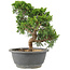 Juniperus chinensis Itoigawa, 25 cm, ± 15 Jahre alt