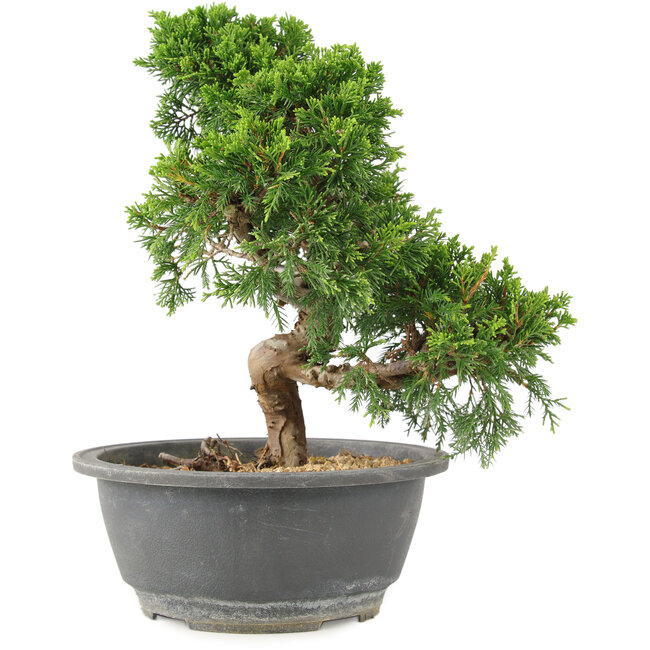 Juniperus chinensis Itoigawa, 25 cm, ± 15 Jahre alt