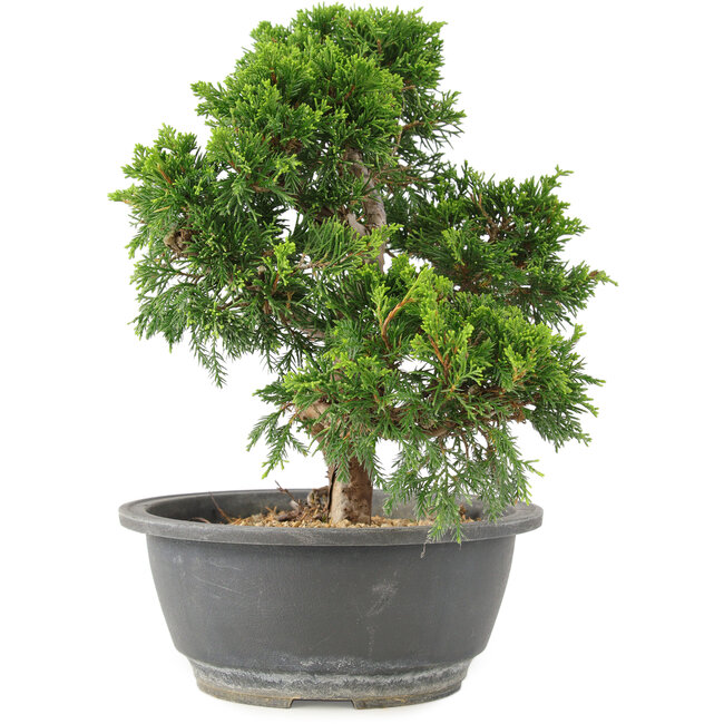 Juniperus chinensis Itoigawa, 25 cm, ± 15 ans