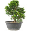 Juniperus chinensis Itoigawa, 25 cm, ± 15 jaar oud