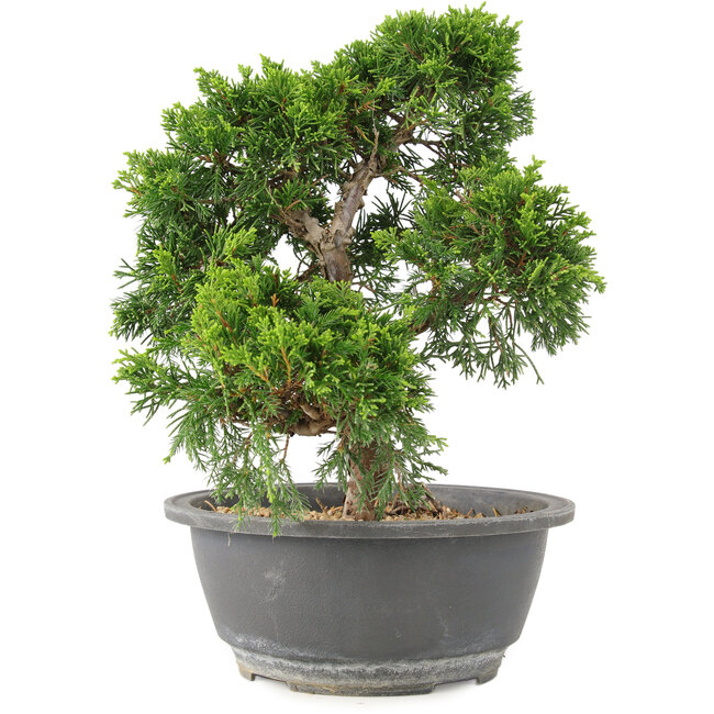 Juniperus chinensis Itoigawa, 25 cm, ± 15 jaar oud