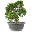 Juniperus chinensis Itoigawa, 25 cm, ± 15 jaar oud