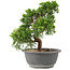 Juniperus chinensis Itoigawa, 25 cm, ± 15 anni