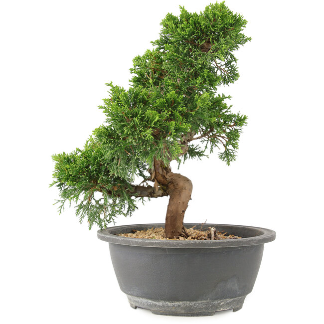 Juniperus chinensis Itoigawa, 25 cm, ± 15 jaar oud