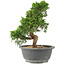 Juniperus chinensis Itoigawa, 25 cm, ± 15 ans