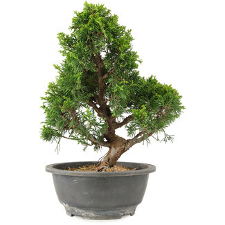 Juniperus chinensis Itoigawa, 28 cm, ± 15 anni