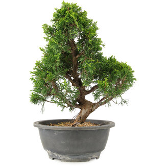 Juniperus chinensis Itoigawa, 28 cm, ± 15 años