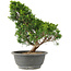 Juniperus chinensis Itoigawa, 28 cm, ± 15 años