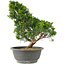 Juniperus chinensis Itoigawa, 28 cm, ± 15 years old