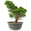 Juniperus chinensis Itoigawa, 28 cm, ± 15 jaar oud