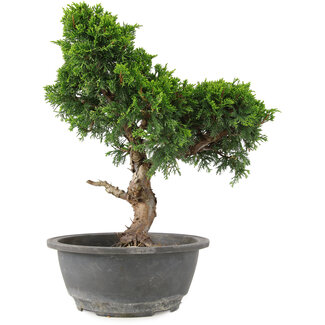 Juniperus chinensis Itoigawa, 30 cm, ± 15 anni