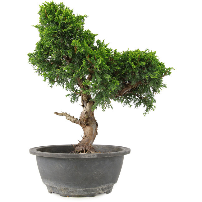 Juniperus chinensis Itoigawa, 30 cm, ± 15 años