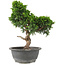 Juniperus chinensis Itoigawa, 30 cm, ± 15 ans