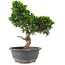 Juniperus chinensis Itoigawa, 30 cm, ± 15 years old