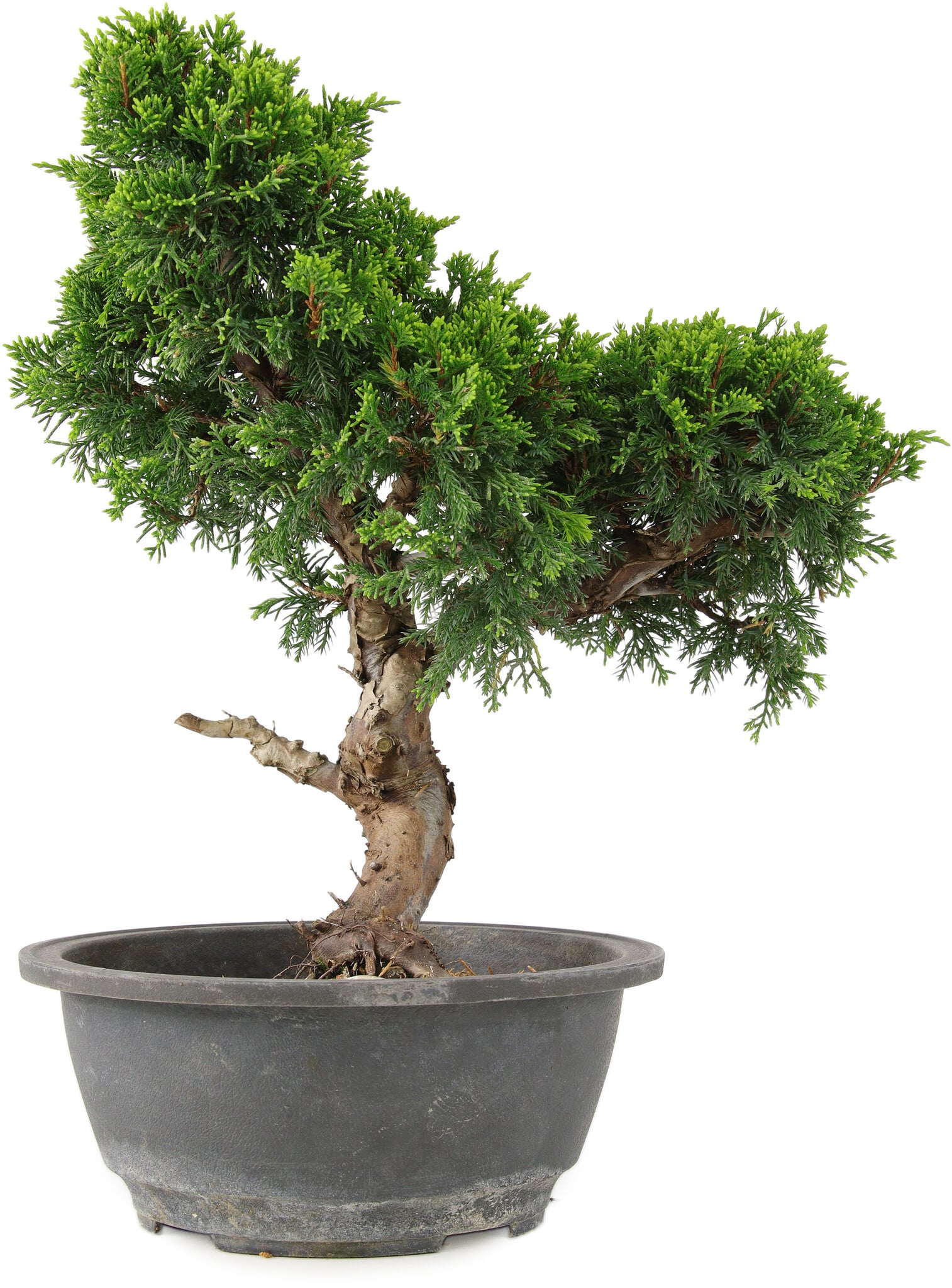 15 Graines De Genévrier Chinois (Juniperus Chinensis) – Pour Bonsaï, Culture Facile, Instructions Incluses