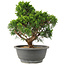 Juniperus chinensis Itoigawa, 28 cm, ± 15 anni