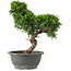 Juniperus chinensis Itoigawa, 30 cm, ± 15 anni