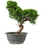Juniperus chinensis Itoigawa, 30 cm, ± 15 ans