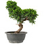 Juniperus chinensis Itoigawa, 30 cm, ± 15 jaar oud