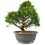 Juniperus chinensis Itoigawa, 28 cm, ± 15 anni