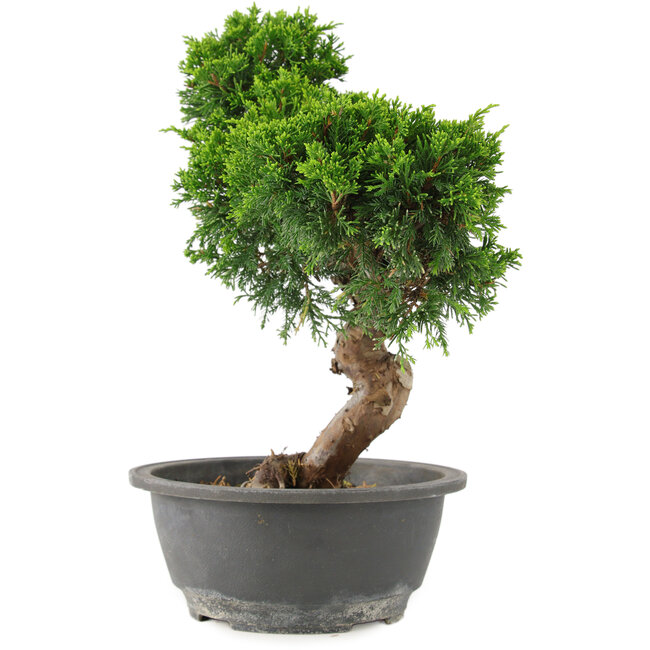 Juniperus chinensis Itoigawa, 30 cm, ± 15 ans