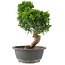 Juniperus chinensis Itoigawa, 30 cm, ± 15 ans