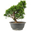 Juniperus chinensis Itoigawa, 28 cm, ± 15 años