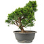 Juniperus chinensis Itoigawa, 28 cm, ± 15 years old